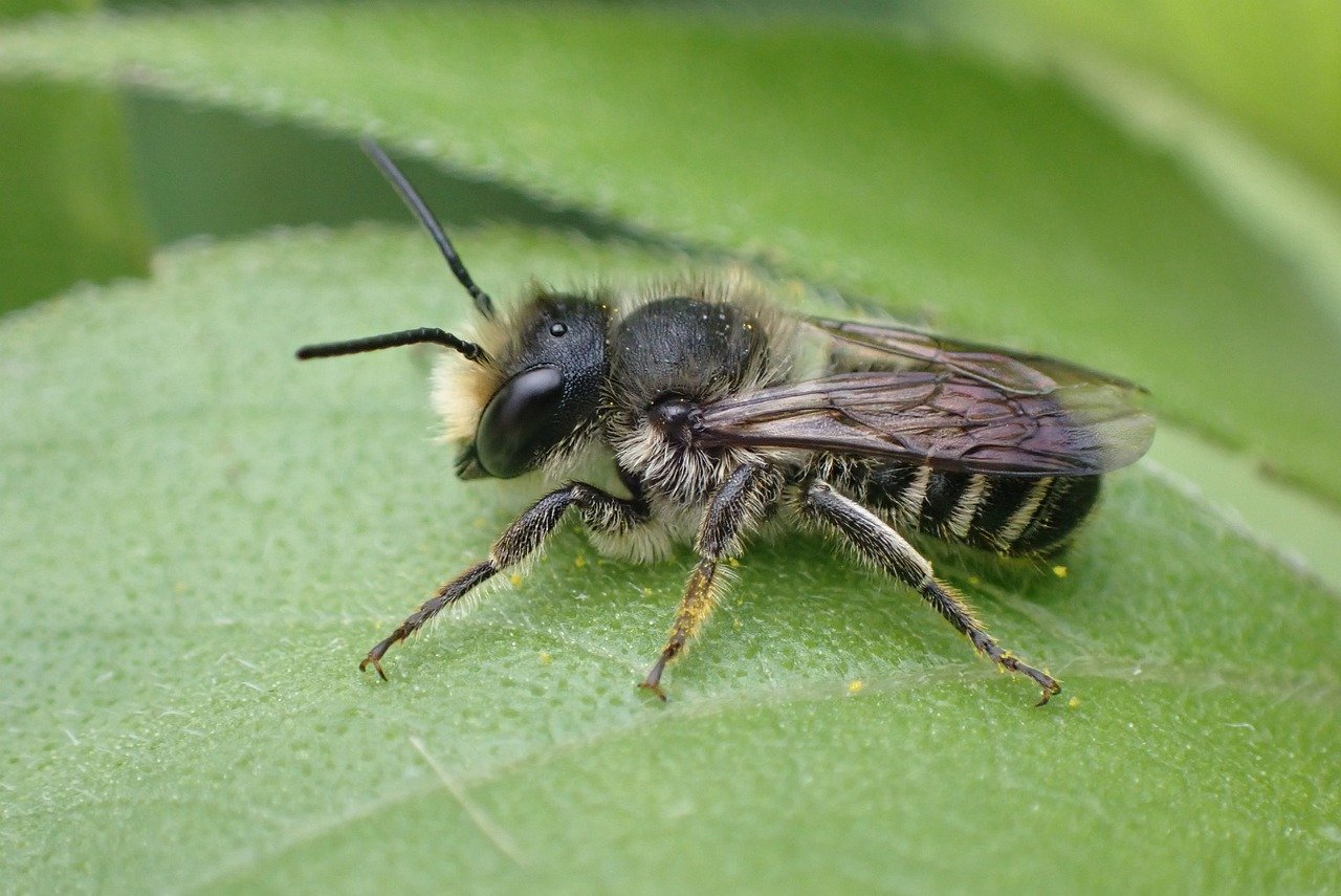 Why Saving Wild Bees is Crucial for Our Environment